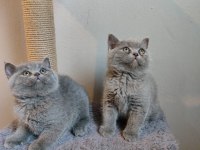 Ayıcık peluş british shorthair yavrular