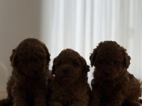 Safkan sevimli toy poodle yavrular