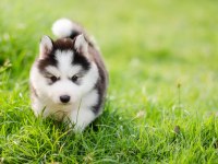 ÜST KALİTE HUSKY YAVRULAR