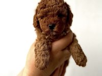 Red Toy Poodle Yavrularım 