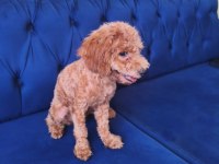 6 Aylık Red Toy Poodle Kızımız