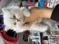 45 Günlük British Shorthair Yavrularımız