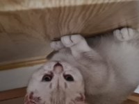 Dişi yavru british shorthair bursa