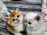 Safkan british longhair ve shorthair yavrularım