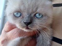 BRİTİSH BLUE POİNT