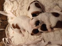 Üst Kalite shih tzu kahve beyaz yavrular