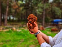 Bir şey yazmaya gerek yok sanırım poodle