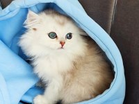 Silver British Longhair Erkek