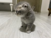 4 adet dişi erkek yavru kediler mevcut