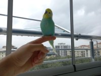 1 Dişi ve 1 Erkek Rainbow Kanlı Muhabbet Kuşu