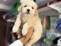 Türkiyenin en güzel maltipoo bebekleri core
