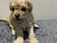 Apricot renk dişi poodle yavru 1 aylık