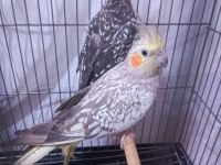 Hazır takım sultan papağanı