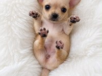 Wc eğitimli gold chihuahua