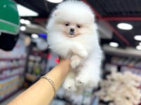 Pomeranian boo yavrumuz