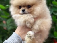 Şecereli pomeranian belgeli bebekler