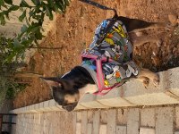 Safkan issabel tan french bulldog 1 yaşında dişi