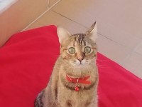 Ücretsiz british shorthair kahiplendirme