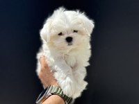 Tea cup kore kan maltese petmode de canlı görün