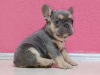 Üst Kalitede Lilac Tan French Bulldog Bebekler