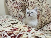 British shorthair Kahramanmaraş ve çevresi