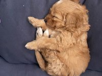 9 haftalık yavru maltipoo