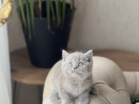 Harika Güzellik British Shorthair Yavrum