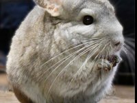Erkek Chinchilla Acil