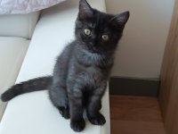 Kara kız british shorthair