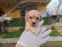 Orjinal maltipoo yavrular