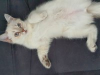 Scottish Blue point cinsi 3 aylık dişi