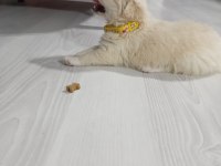 Yavrular yeni yuvalarını arıyor terrier