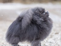 Üst Kalite Şecereli Pomeranian Boo