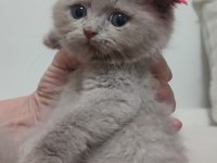 Uyguna Scottish Fold Dişi ve Erkek yavrularimiz