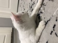 Yavru british shorthair kedimizi sahiplendiriyoruz