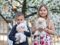 AYI SURAT POMERANİAN BEBEKLERİMİZ