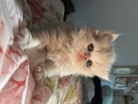 Yumurcak Doll Face Persian Yavruları
