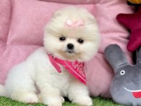 Sevimli Pomeranian Boo Yavrularımız