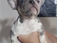 French Bulldog Lilac Merle Tan İsabella Carrier