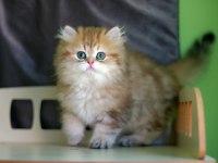 2,5 aylık british longhair erkek yavru