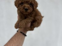 Aşılı orjinal poodle köpekler