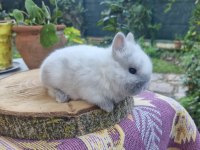 Hollanda mini lop cüce tavşanlar A kalite