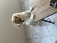 1 yaşında dişi pekinez