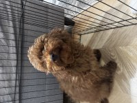 Red browen toy Poodle erkek 6 aylık