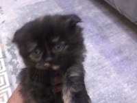 TATLI EĞİTİMLİ YAVRU CİNS KEDİLER