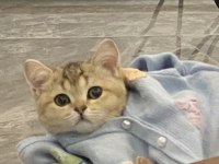 British shorthair tarçın Yeni Sahibini Arıyor