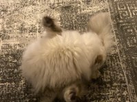 British Longhair 8 Aylık Dişi