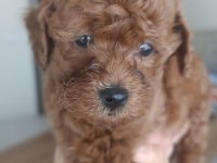 2 Erkek poodle