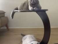 Yetişkin british shorthair dişi kediler