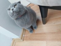 7 aylık erkek scottish fold wc eğitimli